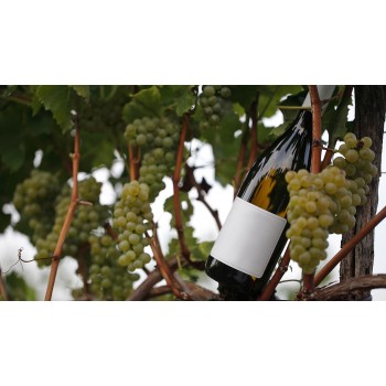 Rocca Bernarda: visita e degustazione vini con un riserva