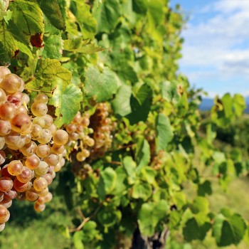 Rocca Bernarda: visita e degustazione vini con un Picolit Rocca Bernarda: visita e degustazione vini con un Picolit