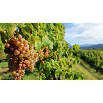 Rocca Bernarda: visita e degustazione vini con un Picolit