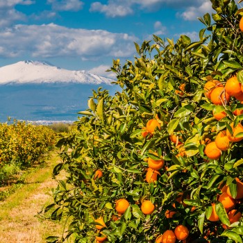 Visita e degustazione nella cantina più antica dell’Etna Visita e degustazione nella cantina più antica dell’Etna