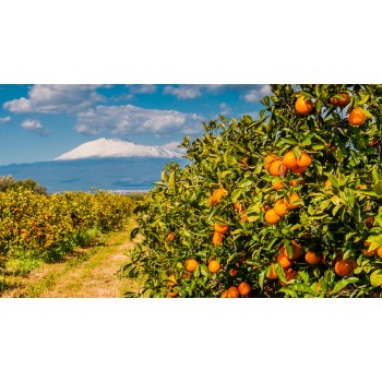 Visita e degustazione nella cantina più antica dell’Etna