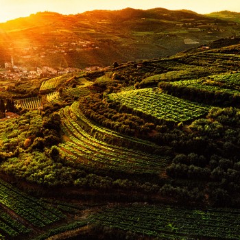 Exceptional tasting in an organic farm Exceptional tasting in an organic farm