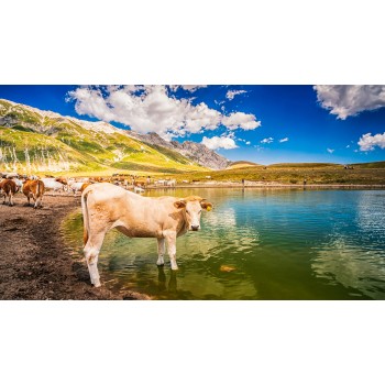 Pastore Abruzzese per un giorno