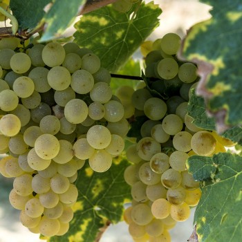 Degustazione di Vernaccia con light lunch Degustazione di Vernaccia con light lunch