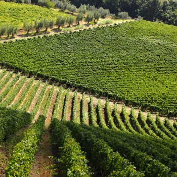 Degustazione di vini con aperitivo tra l’arte a Carmignano Degustazione di vini con aperitivo tra l’arte a Carmignano