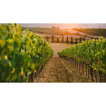 Degustazione di vini con light lunch tra l’arte a Carmignano