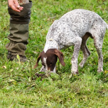 Umbria: caccia al tartufo con light lunch all’aperto Umbria: caccia al tartufo con light lunch all’aperto