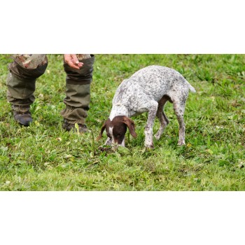 Umbria: caccia al tartufo con light lunch all’aperto