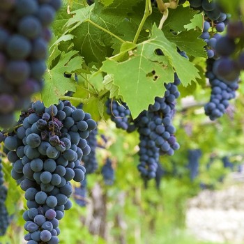 Visita in cantina e degustazione di vino in Valpolicella Visita in cantina e degustazione di vino in Valpolicella