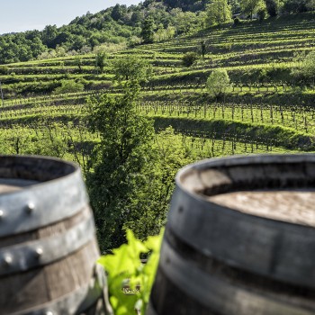 Tasting Friuli, its hills and its excellences Tasting Friuli, its hills and its excellences