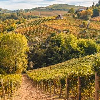 Alla ricerca del prezioso tartufo delle Langhe Alla ricerca del prezioso tartufo delle Langhe