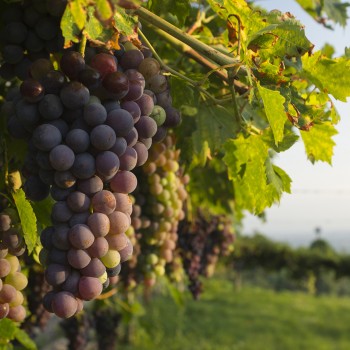 The benefits of Nordic Walking in the heart of Valpolicella The benefits of Nordic Walking in the heart of Valpolicella