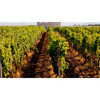 Wine tasting tour in azienda biologica pugliese