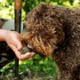 A caccia di tartufo e pranzo degustazione in Molise