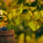 Degustazione dei migliori vini delle Murge