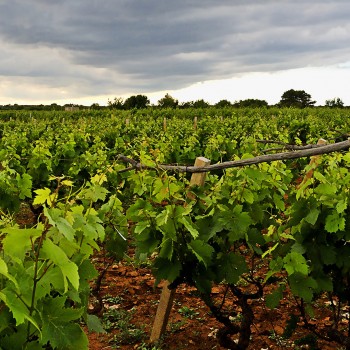 Tasting of the best Primitivo of the Murge Tasting of the best Primitivo of the Murge