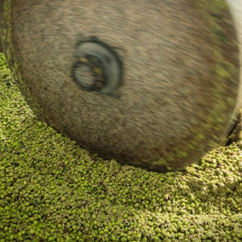 Visita al frantoio dell’Abbazia Sette Frati con tagliere Visita al frantoio dell’Abbazia Sette Frati con tagliere