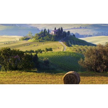 Laboratorio sensoriale sul Chianti e pic-nic in vigna