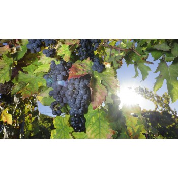 Trekking sulla via Francigena e degustazione di Negroamaro